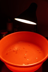 Light trap,use water and light to kill termites,white ant floating on the water in basin.