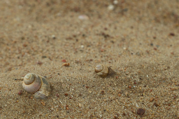 Muszle ślimaków nad wodą © 777PiT