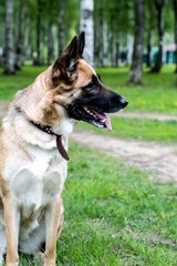 A German shepherd on the street, among the trees, saw something in the distance, and looks surprised