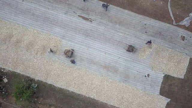 overhead drone shot of workers carrying on theirs shoulders baskets filled with harvested cassava to the machines. The roots are then sliced by mechanically. Sun-drying is done on plastic mats