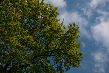 blühende Eiche, Blätter Textur, Textfreiraum