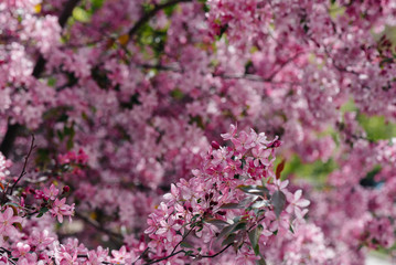 Beautiful, pink blooming Apple tree in the spring garden. Agricultural industry