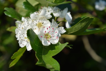 Beautiful white flowers on a hawthorn bush, also known as Crataegus monogyna