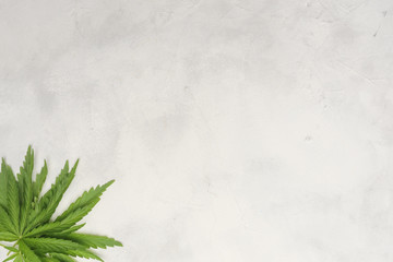 Cannabis leaves on a white background.