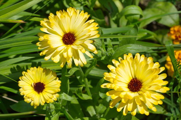 Yellow calendula (lat. Calendula officinalis) blooms in the garden