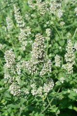 Flowering medicinal Melissa (Lat. Melissa officinalis) in the garden