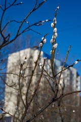 willow branch on the background of the sky and the city