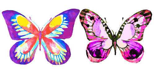 butterfly607