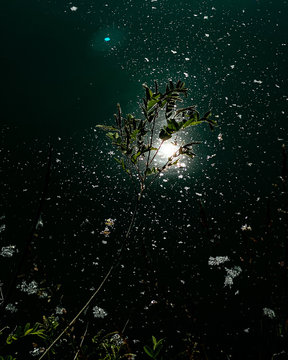 Plant with dark water and pollen in the background 