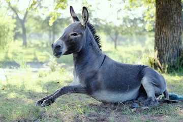 Mini donkey sitting up in field, getting ready to stand up.