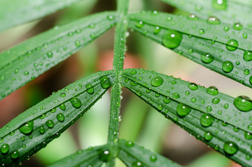 green leaf of a tropical plant with dew drops close up