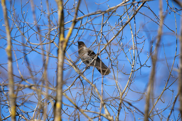 bird on a branch