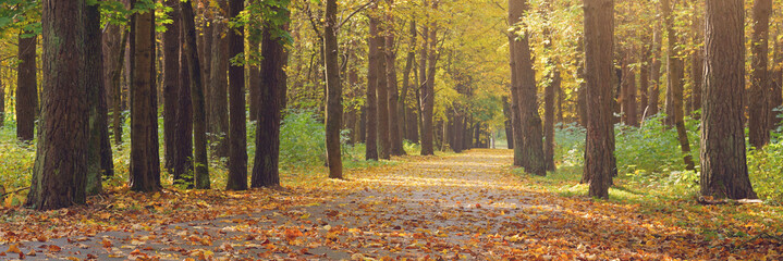 sunlight lit walkway with dry leaves in autumn city park with big trees