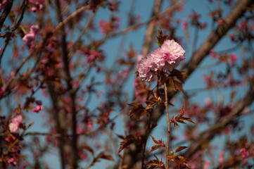 Cherry Blossom Tree
