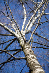 birch branches against blue sky