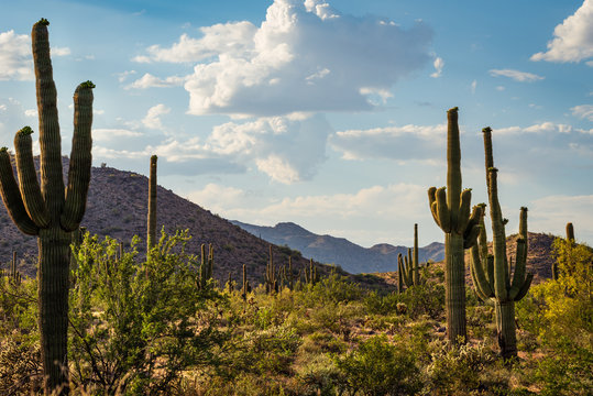 Saguaros at White Tank Mountain Regional Park in Waddell Arizona © Juliana Swenson