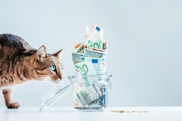 Cat posing on the background of a piggy bank. The concept of expenses for the maintenance of...