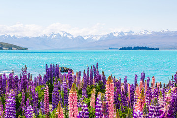 Lupine fields and snow-capped mountains along the shores of Lake Tekapo, New Zealand