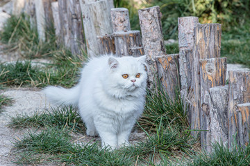 Persian cat is a long-haired breed of cat characterized by its round face and short muzzle.