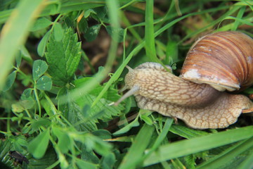 A large light snail with a brown striped shell glides on the grass.