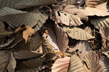 Close-up of a pile of dry leaves in a natural forest.