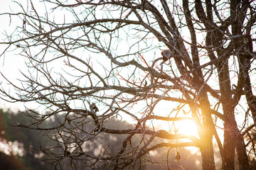 Photographing the sunrise light with the dry wood ginkets in nature