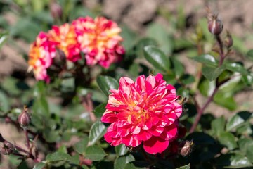 Bicolor pink rose with yellow stripes with buds on a bush shines