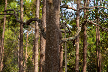 Photos of tall tree trunks in forests that are abundant in nature.