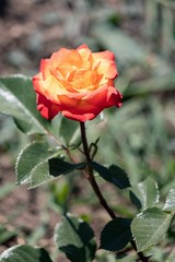 Bicolor fiery red rose with buds on a bush shines on a sunny day