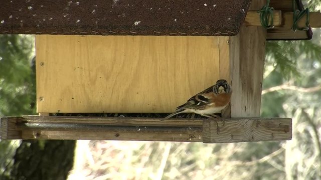 Der Bergfink l&auml;sst sich von eine Kohlmeise beim Fressen am Vogelhaus nicht st&ouml;ren (Originalton)