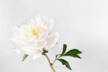 Fototapeta na wymiar Lonely white peony flower with copy space on the right