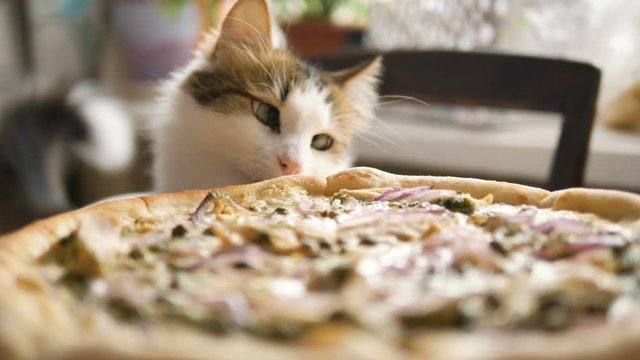 curious home cat sniffing fresh pizza on the table close-up