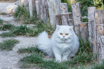 Persian cat is a long-haired breed of cat characterized by its round face and short muzzle.