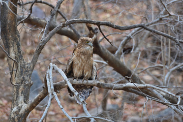 fishing owl on a branch