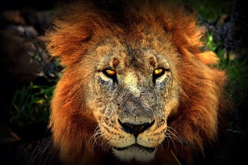 Lion Photos Royalty Free Images Graphics Vectors Videos
