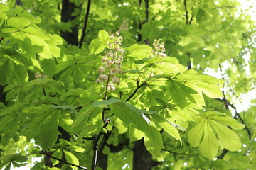 
White candles-flowers decorate chestnut trees in spring
