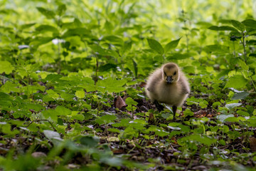 Little cute gosling grazes on a green meadow