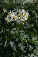 potato plant with flowers on the vegetable bed