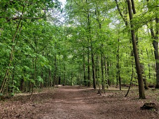 trees in Berlin's Green Forest  - May 2019