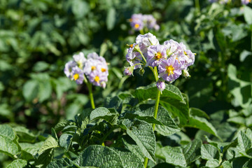 potato plant with flowers on the vegetable bed