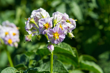 potato plant with flowers on the vegetable bed