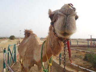 Camel in the beautiful desert of Egypt