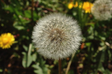 Blowball in my garden. Common dandalion (taraxacum officinale) with seeds.
