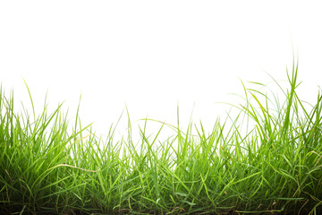 green grass on white background