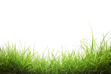 Fototapeta premium green grass on white background