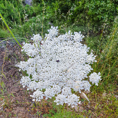 A large white flower in nature