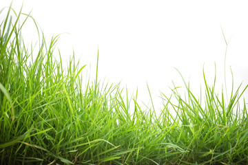 green grass on white background