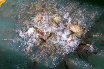 A school of freshwater fish for feeding