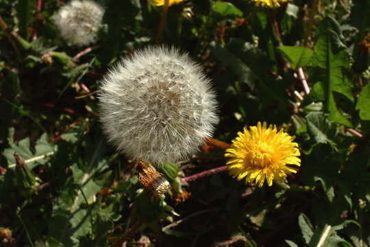 Blowball in my garden. Common dandalion (taraxacum officinale) with seeds.
