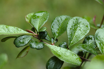 Blissful leaves